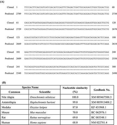 RING Finger Protein 38 Is a Neuronal Protein in the Brain of Nile Tilapia, Oreochromis niloticus